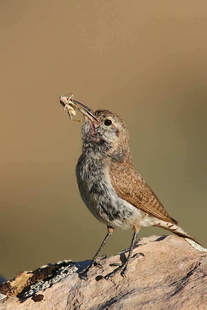 Rock Wren