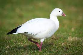 Ross’s Goose