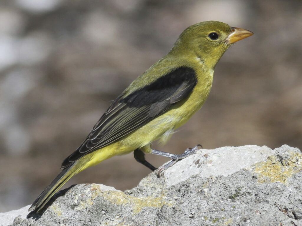 Scarlet Tanager female