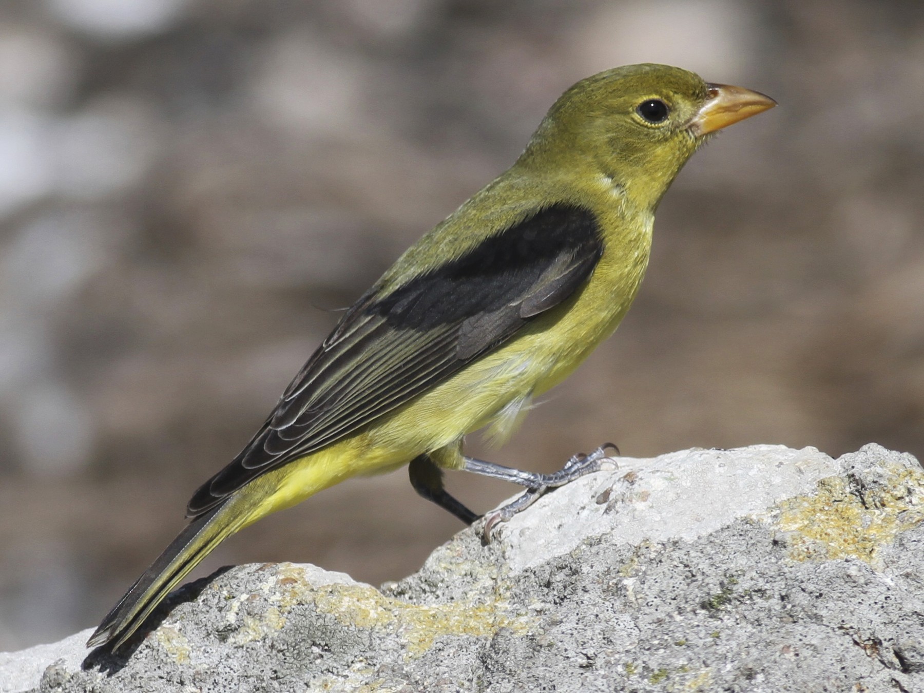 Scarlet Tanager (Female)