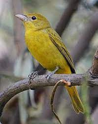 Summer Tanager (Female)