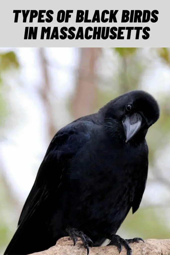 Types of Black Birds in Massachusetts