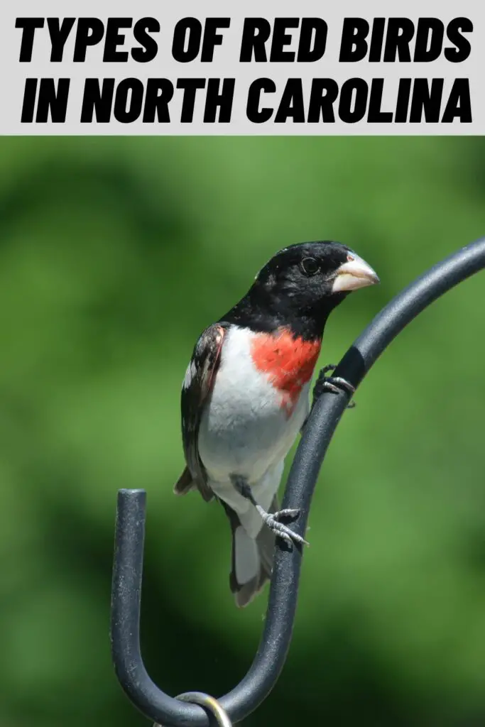 Types of Red Birds in North Carolina