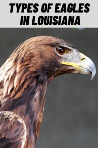 Types of Eagles in Louisiana