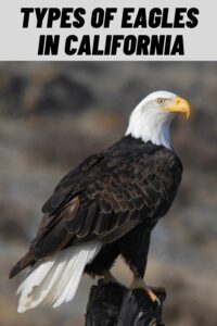 Types of Eagles in California