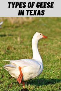 Types of Geese in Texas