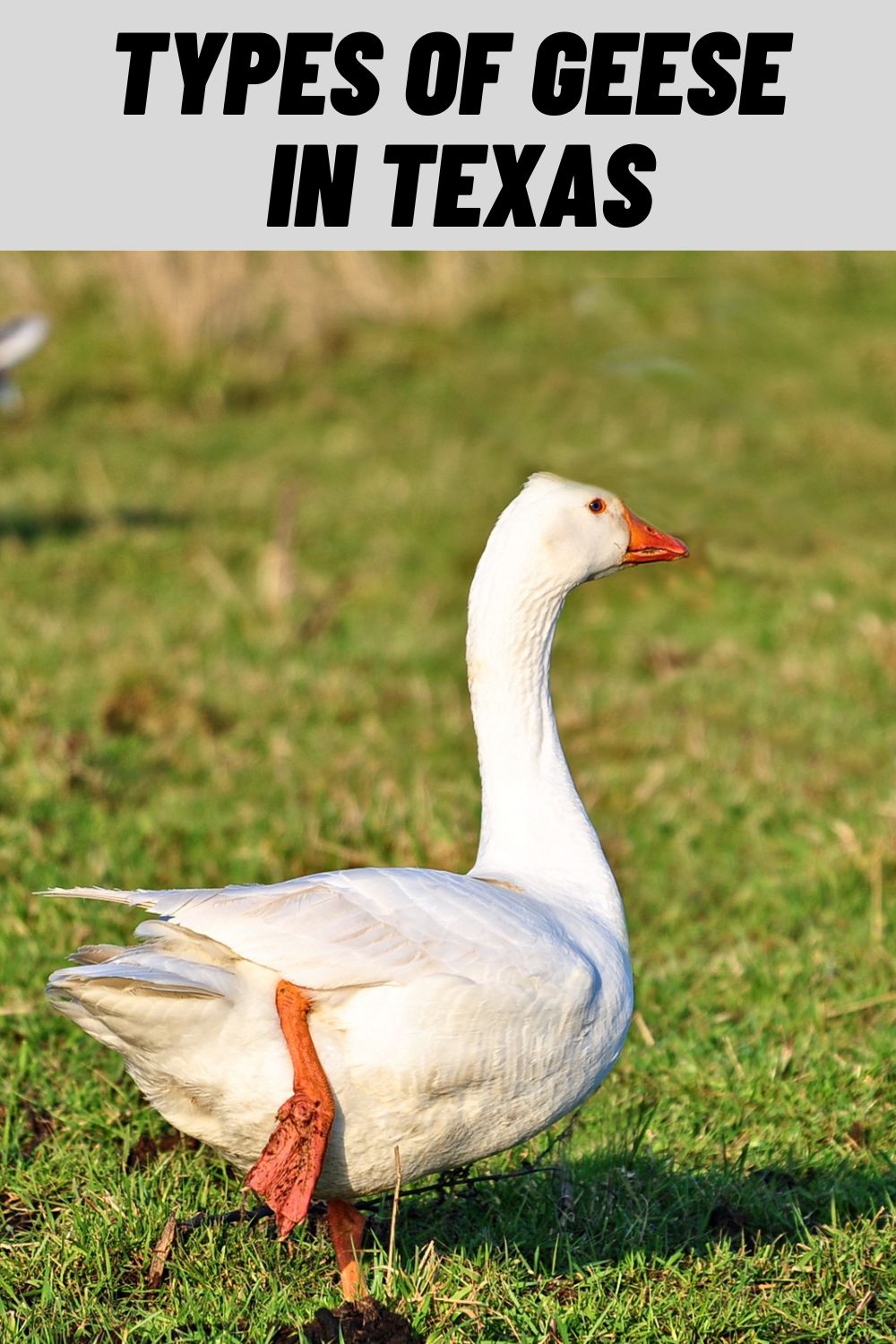 6-types-of-geese-in-texas-with-pictures