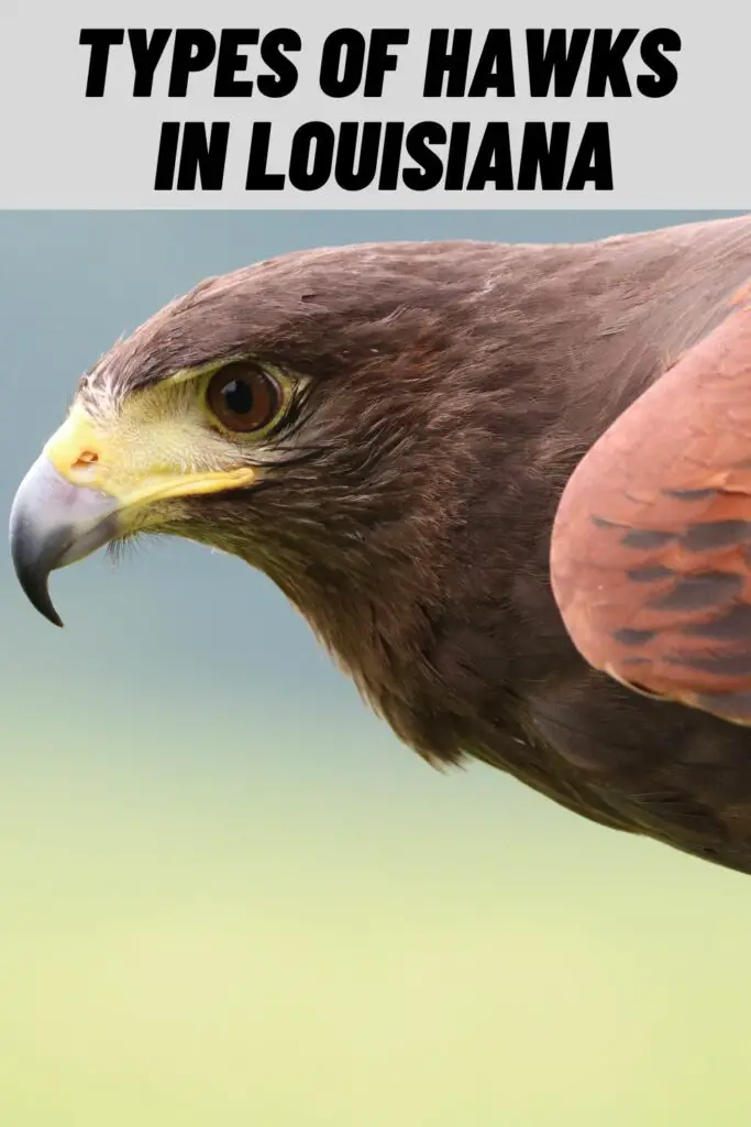 Types of Hawks in Louisiana