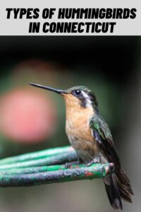 Types of Hummingbirds in Connecticut