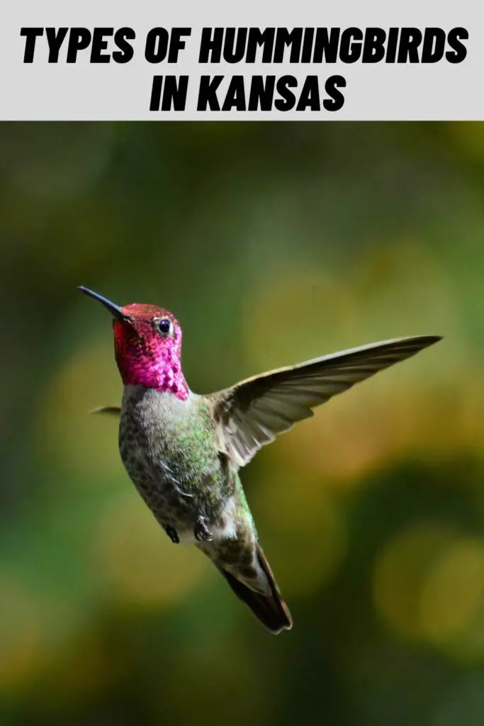 Types of Hummingbirds in Kansas