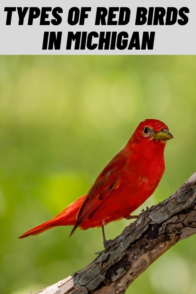 Types of Red Birds in Michigan