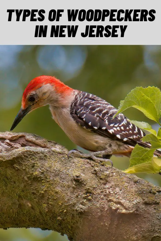 Types of Woodpeckers in New Jersey