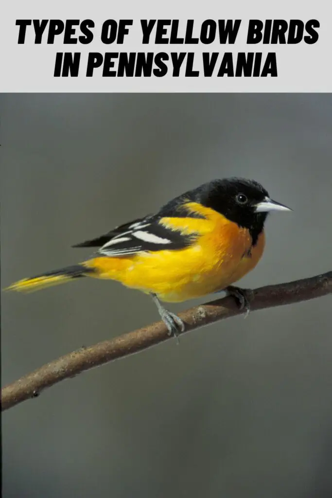Types of Yellow Birds in Pennsylvania