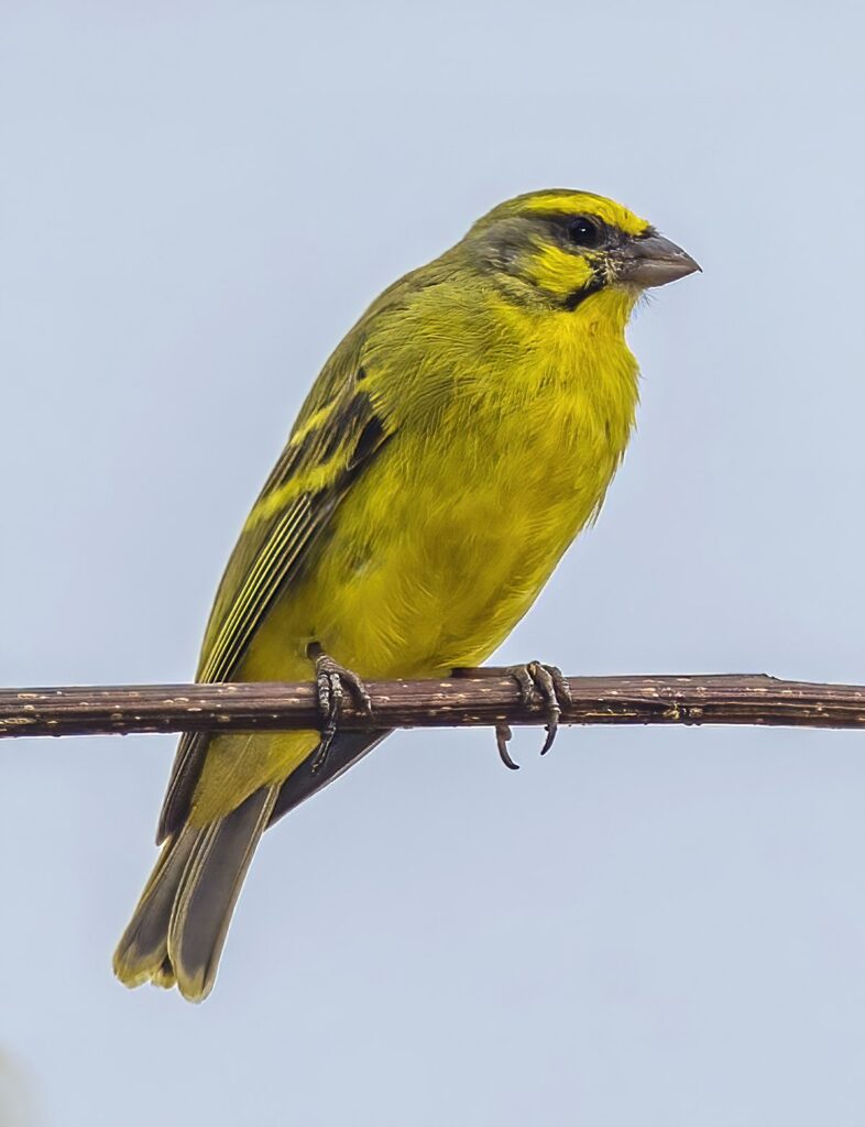 Yellow-fronted Canary