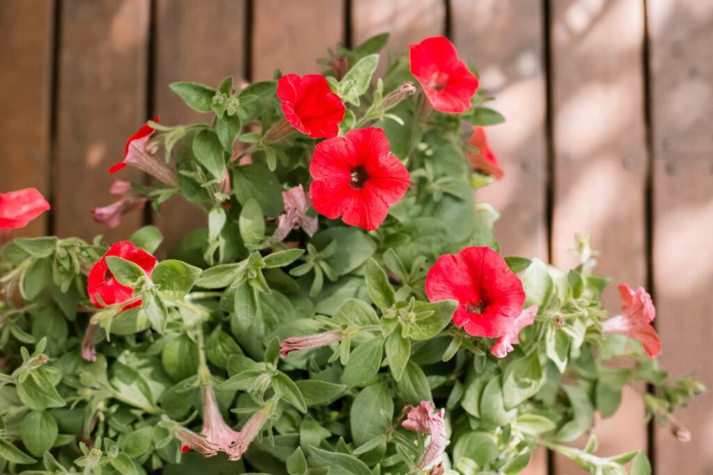 petunias