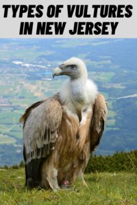 Types of Vultures in New Jersey