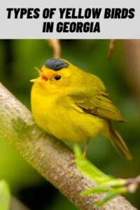 Types of Yellow Birds in Georgia