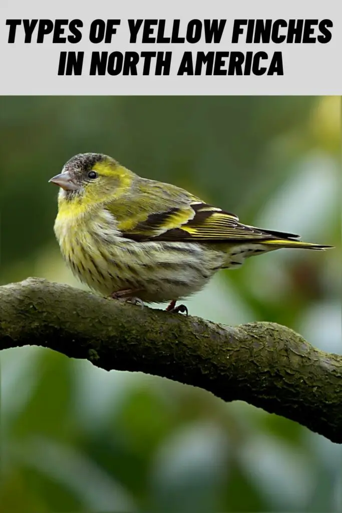Types Of Yellow Finches In North America