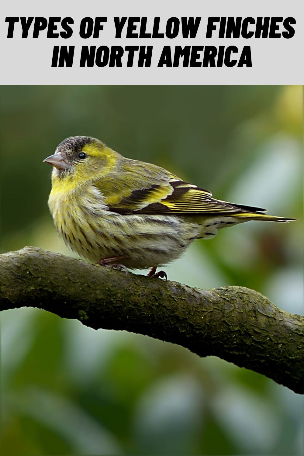 8 Types of Yellow Finches in North America (with Pictures)